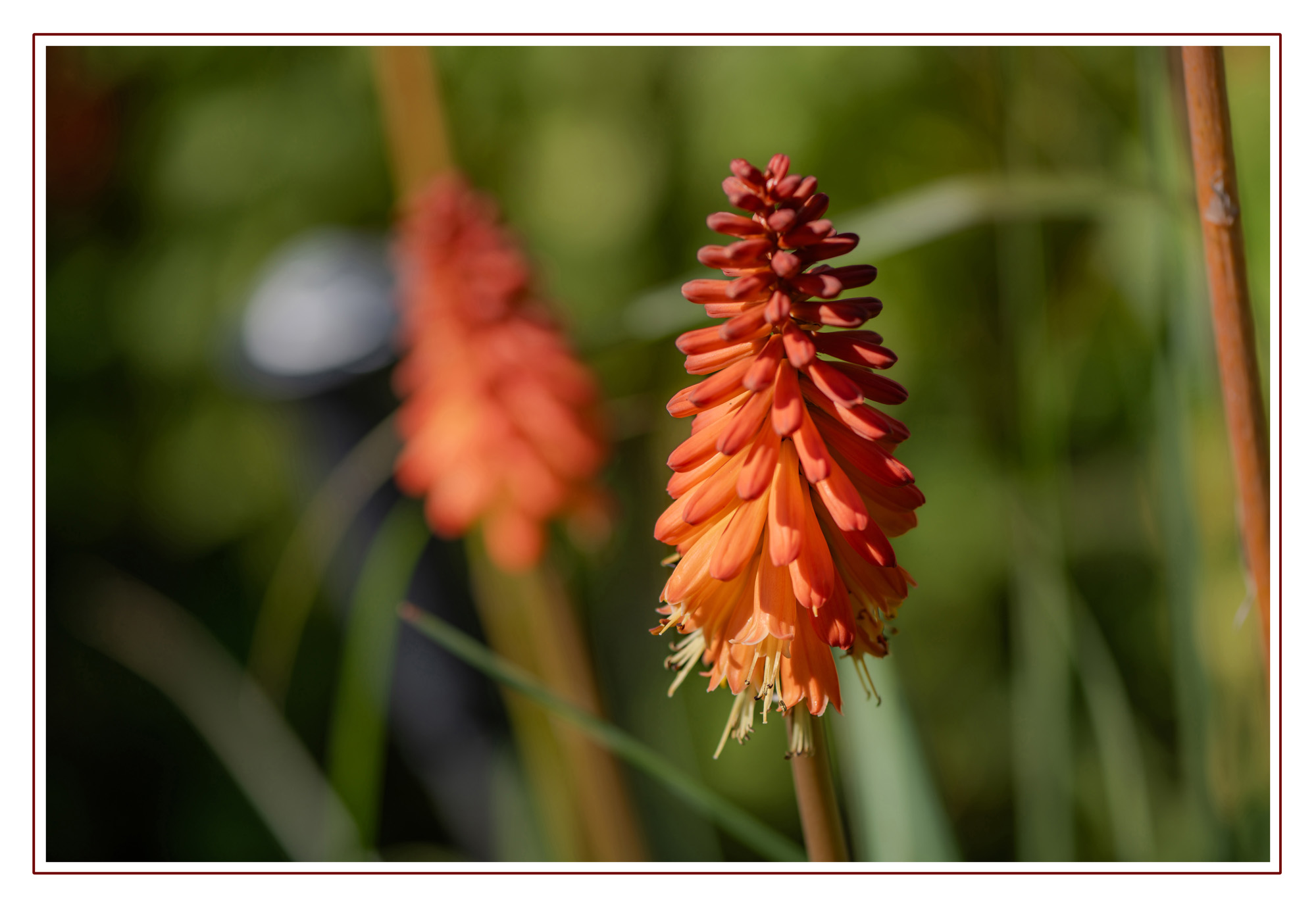 Testing the Nikon Z5ii