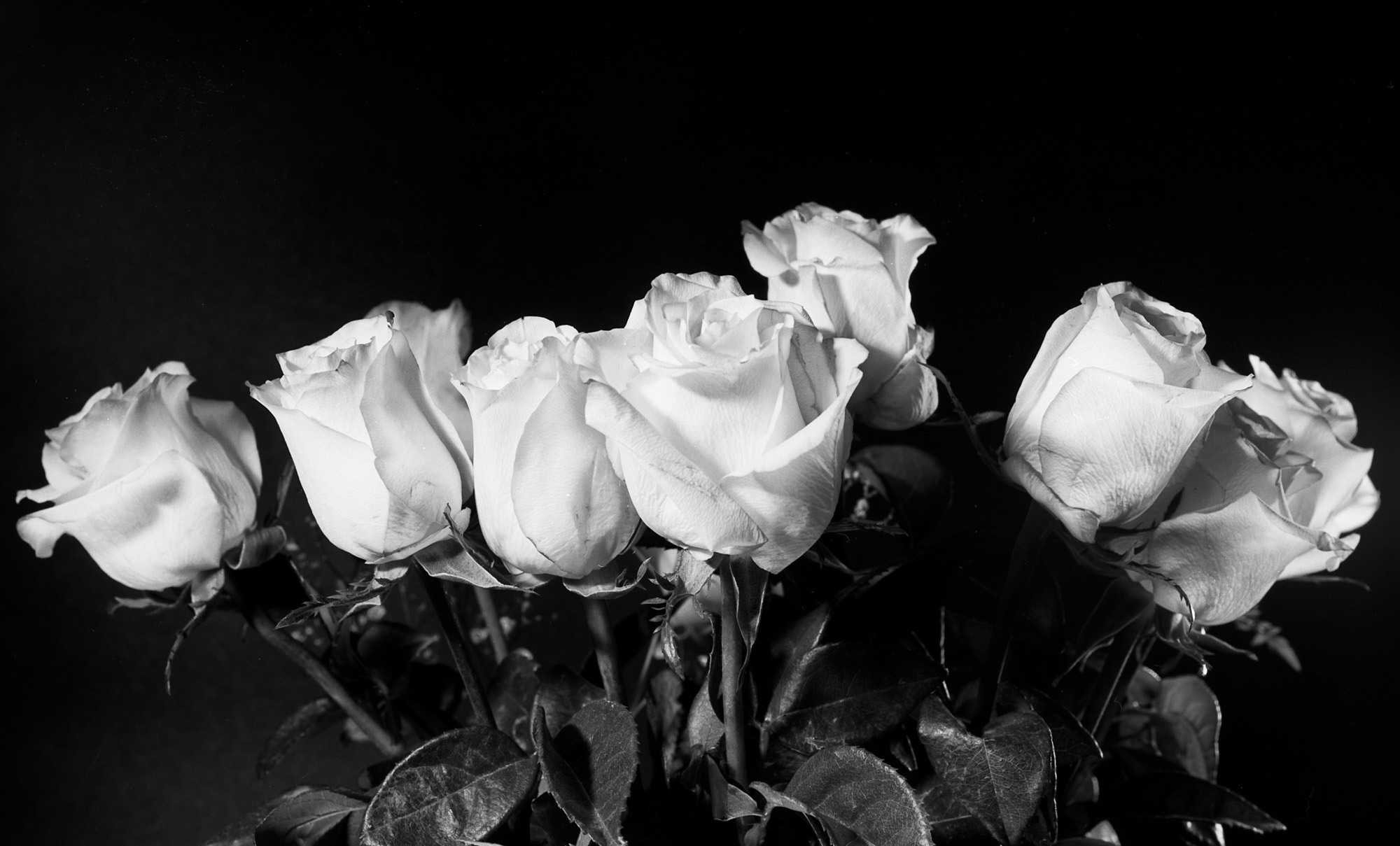 Macro Inspired Still Life