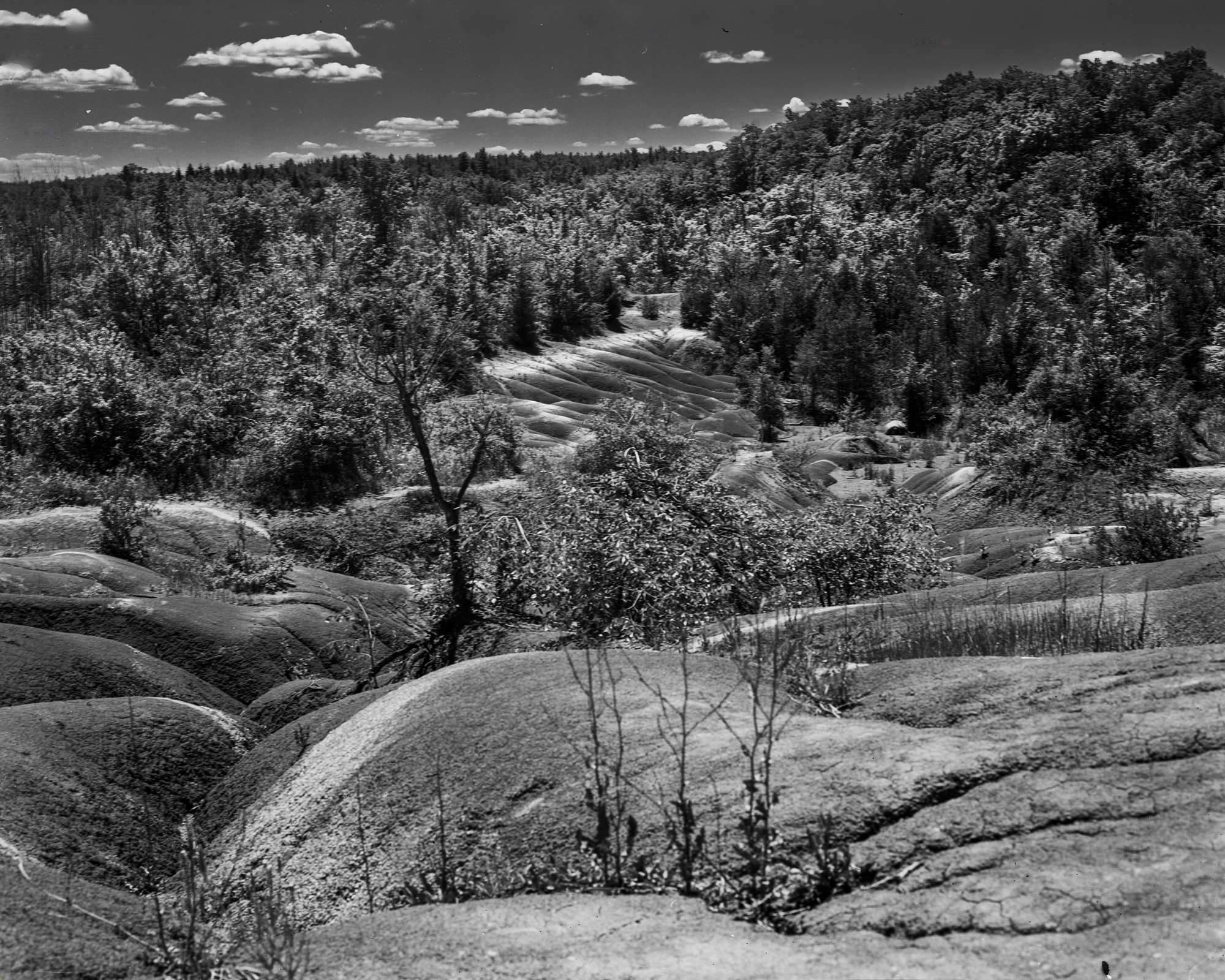 Exploring Pan F Plus in Large Format Photography