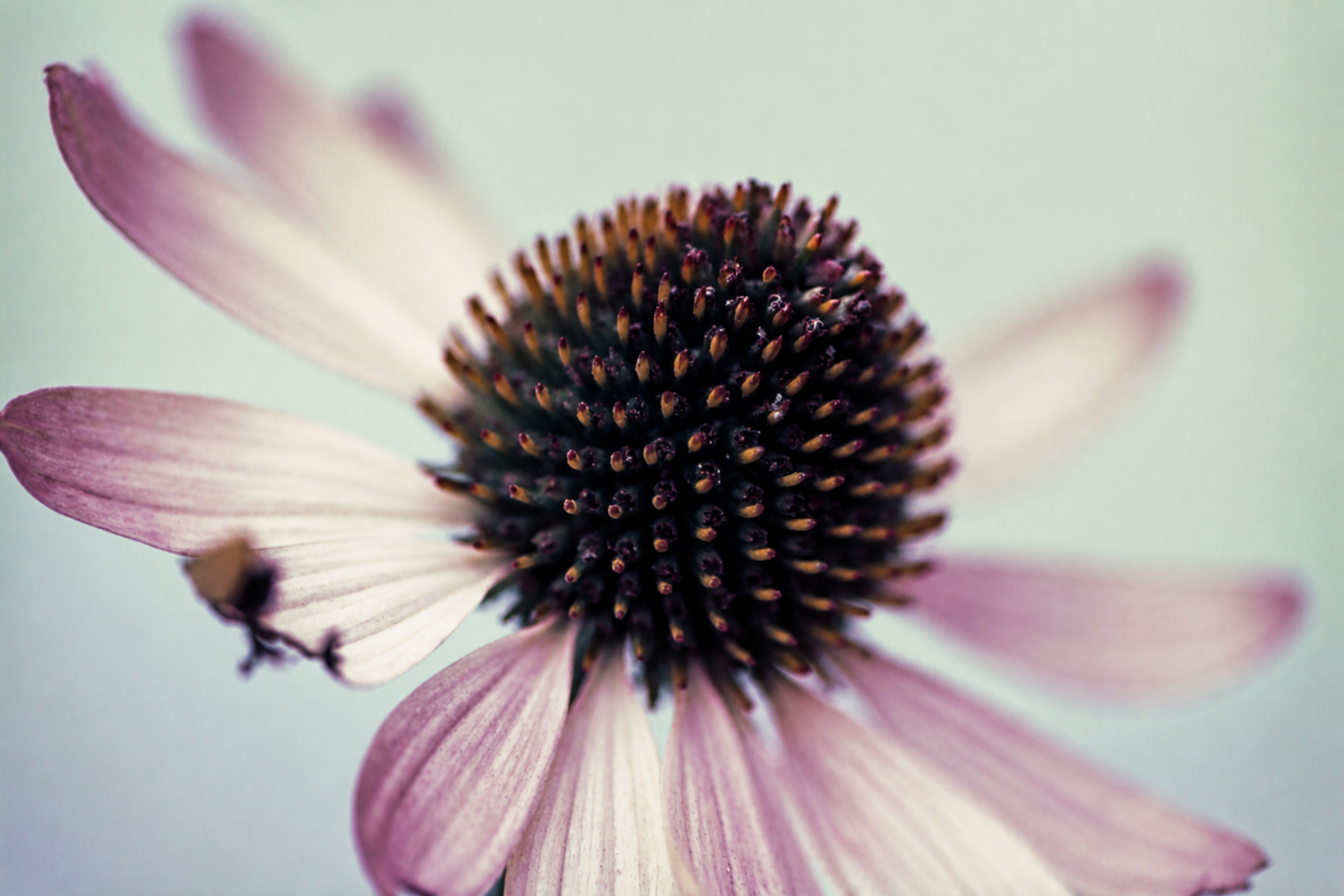 Shooting Wildflowers on Slide Film: A 4-Roll Macro Deep Dive